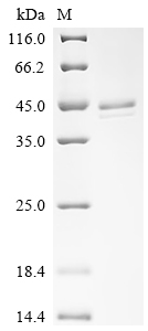 Recombinant Human Lactotransferrin (LTF), partial