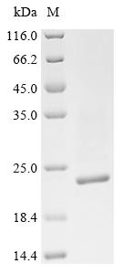 Recombinant Klebsiella pneumoniae Outer-membrane lipoprotein carrier protein (lolA)