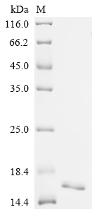 Recombinant Human Fatty acid-binding protein, intestinal (FABP2)
