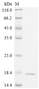 Recombinant Human Fatty acid-binding protein, intestinal (FABP2)
