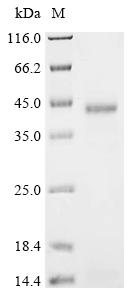 Recombinant Human Hypoxia up-regulated protein 1 (HYOU1), partial