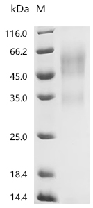 Recombinant Mouse Tumor necrosis factor receptor superfamily member 16 (Ngfr), partial