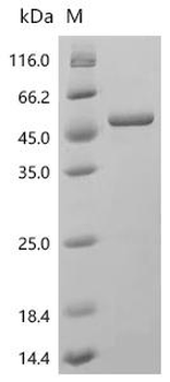 Recombinant Chicken Ovalbumin (SERPINB14)