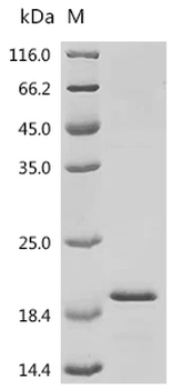 Recombinant Mouse Fatty acid-binding protein, adipocyte (Fabp4)