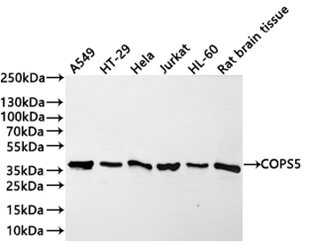 COPS5 Antibody