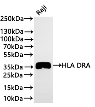 HLA-DRA Antibody