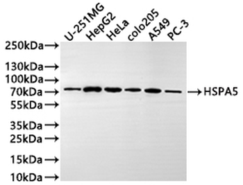 HSPA5 Antibody