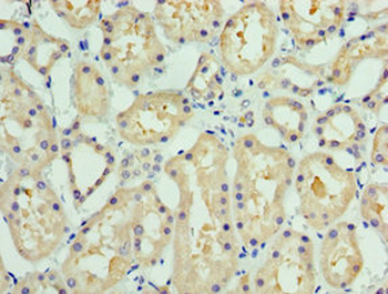 COLEC11 Antibody