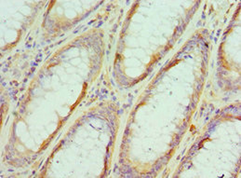 EIF4A1 Antibody