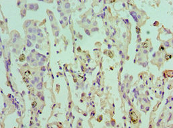 EIF4A1 Antibody