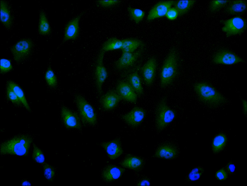 ARHGAP29 Antibody