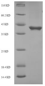 Rat Socs3 protein