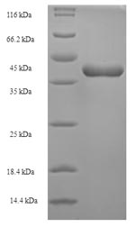 Human TNFSF12 protein