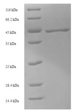 Fish GFP protein