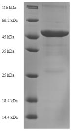 Bacterial omp38 protein