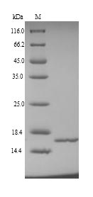 Human NHP2L1 protein