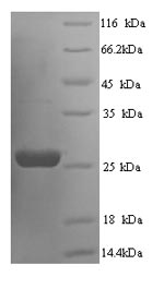 Rat Socs3 protein