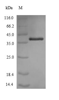 Bacterial omp38 protein