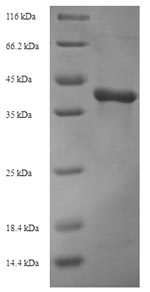Viral VCATH protein