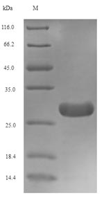 Xenopus tgfb1 protein