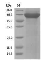 Fungi CDC19 protein
