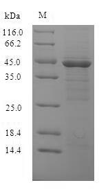 Bacterial ompK protein