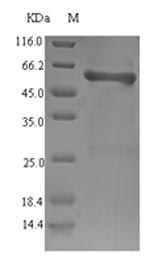 Bacterial ompS1 protein