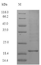 Human ZG16B protein