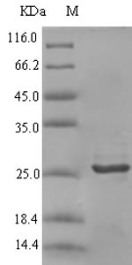 Rabbit CXCL9 protein