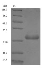Plant Non-specific lipid-transfer protein protein