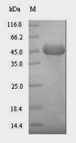 E. coli yegS protein