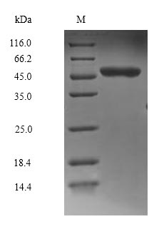 Human MAPK8 protein