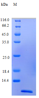 Monkey CCL11 protein (Active)