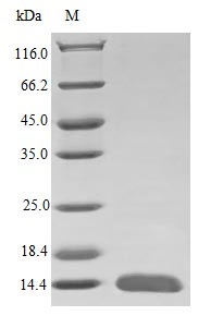 Human GDNF protein (Active)