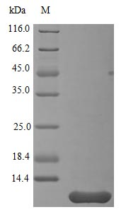 Human NRN1 protein (Active)