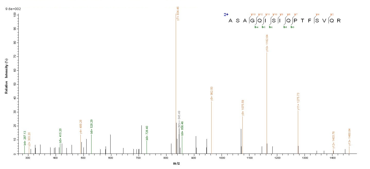 Viral NP protein