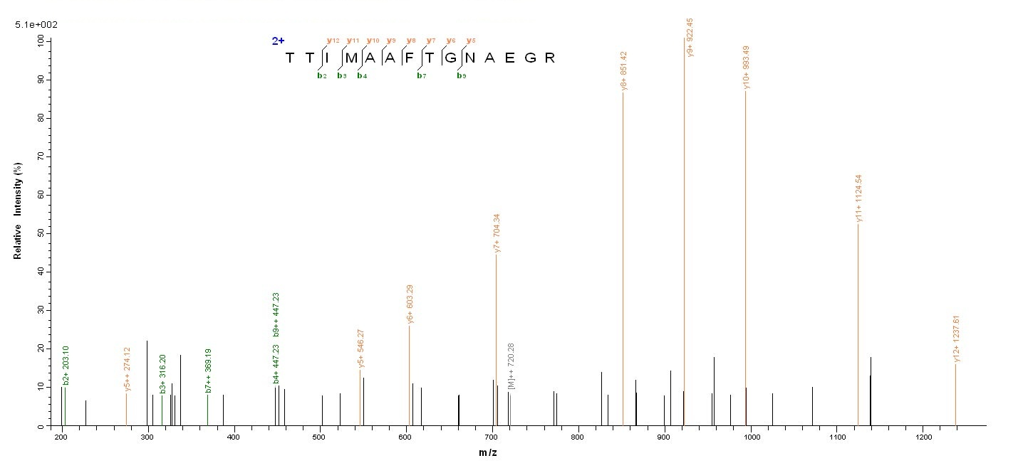 Viral NP protein
