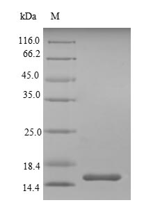 Mouse Sigirr protein