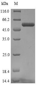 Human XI protein