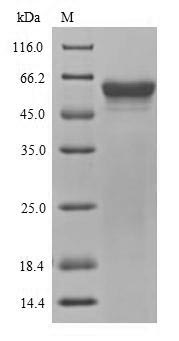 Bacterial yopM protein