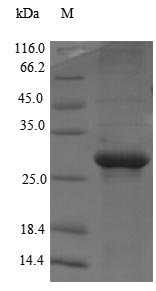 Human MED1 protein