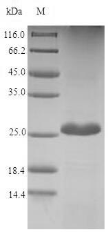 Snake Fas-2 protein