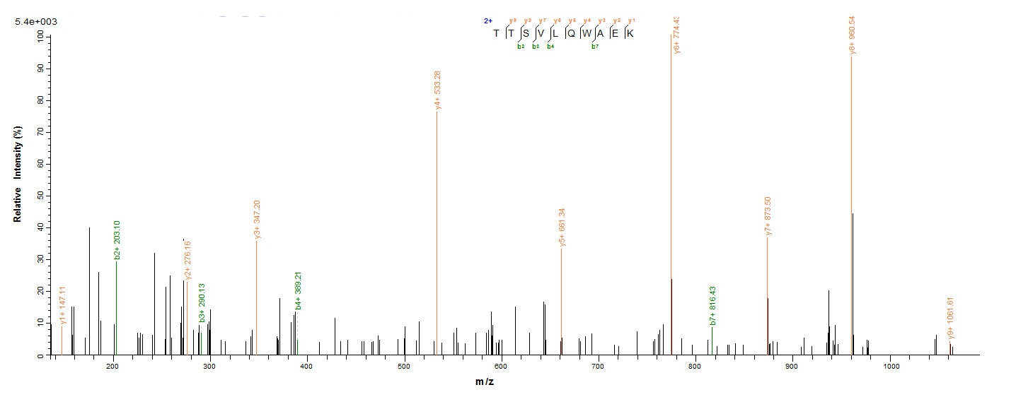 Human CD40LG protein