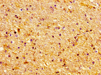 CERS1 Antibody