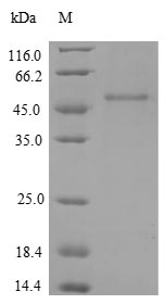 Human IGF1R protein