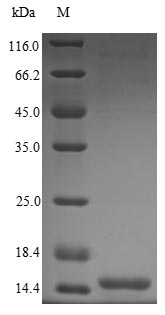 Human VPX protein