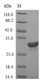 Rat IGFBP1 protein