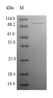 Rat NCAM1 protein