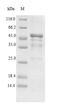 Bacterial Toxin zeta protein