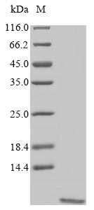 Plant Non-specific lipid-transfer protein
